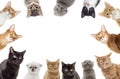 Funny kittens peeking Royalty Free Stock Photo