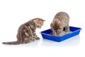 Funny kittens sitting in a cat toilet isolated on white Royalty Free Stock Photo