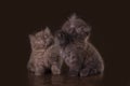 Funny kittens in studio