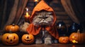 Funny kitty, cat in costume on Halloween, little pet with pumpkins