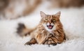 Funny kitty smiling and having positive emotions lying on a white furry blanket