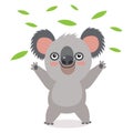 Funny Koala Bear With Green Leaves. Australian Animal Funniest.