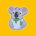 Funny koala eats eucalyptus leaf