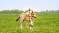 Funny Konik foals playing together in spring Royalty Free Stock Photo