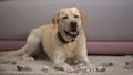 Funny labrador dog lying near torn japanese yen banknotes, pet misbehavior