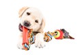 Funny Labrador puppy chewing a toy for dogs Royalty Free Stock Photo