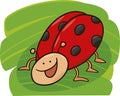 Funny ladybug