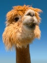 Funny lama alpaca teeth portrait