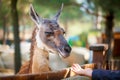 Funny lama close up. National park, Selective focus