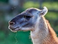 Funny lama close up