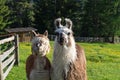 Funny lama couple in the dolomites