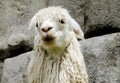 Funny lama portrait Royalty Free Stock Photo
