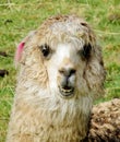 Funny lama portrait