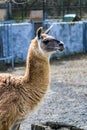 Funny lama in the zoo in summer