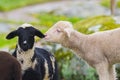 funny lambs in a meadow Royalty Free Stock Photo