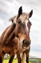 Funny large head of a happy friendly horse looking close straight into the camera