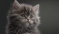 Funny large longhair gray kitten with beautiful big eyes. Lovely fluffy cat