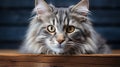 Funny large longhair gray kitten with beautiful big green eyes lying on white table. Generative AI