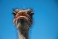 Funny screaming noisy African ostrich Royalty Free Stock Photo