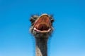 Funny screaming noisy African ostrich Royalty Free Stock Photo