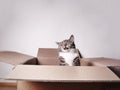 Funny laughing cat in cardboard box Royalty Free Stock Photo