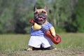 Funny laughing French Bulldog dog dressed up as musician wearing a costume with striped shirt and fake arms holding guitar