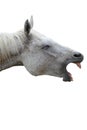 Funny laughing horse Royalty Free Stock Photo