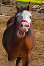 Funny laughing horse Royalty Free Stock Photo