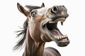 funny laughing horse with twisted mouth on white background Royalty Free Stock Photo