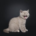 Lilac British Shorthair kitten on black