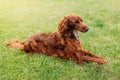 Funny lazy pet dog yawning, Beautiful happy Irish red Setter resting in the garden grass Royalty Free Stock Photo