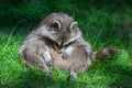 Funny lazy raccoon Procyon lotor sitting and relaxing Royalty Free Stock Photo