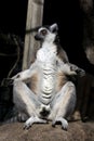 Funny lemur