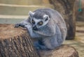 Funny lemur Lemur Catta, cute lemur looks thoughtfully into the distance