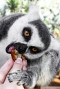 Funny lemur