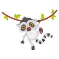 Funny lemur hanging on liana. Animal with long striped tail and big shiny eyes. Flat vector design