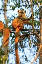 Funny lemur Kirindy Royalty Free Stock Photo