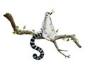 Funny lemur with pink butterfly on its nose sitting on a branch with tropical vine watercolor illustration Royalty Free Stock Photo