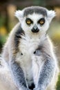Funny Lemur Portrait