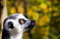 Funny Lemur Royalty Free Stock Photo