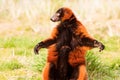 Funny Lemur Varecia Rubra