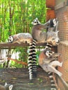 Funny lemurs at the Feldman Zoo, Kharkov, Ukraine.