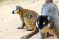 Funny lemurs madagascar Royalty Free Stock Photo