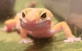 Funny leopard gecko smile gold yellow cute face