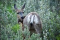 Funny licking Mule Deer, Canada, Alberta