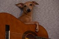 Funny light brown Italian Greyhound breed dog posing with a guitar