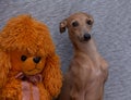 Funny light brown Italian Greyhound breed dog posing with a soft toy bear