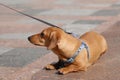 A funny light brown pet dachshund on a leash doesn& x27;t want to go and lies down to rest on the sidewalk.