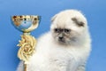 Funny light little kitten breed scottish fold