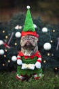 Funny lilac colored French Bulldog dog with not amused facial expression wearing a christmas elf costume with arms